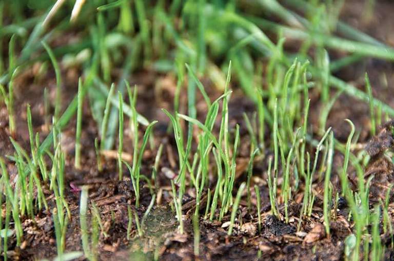 How Long Does Grass Seed take to Grow? How to Speed it Up!