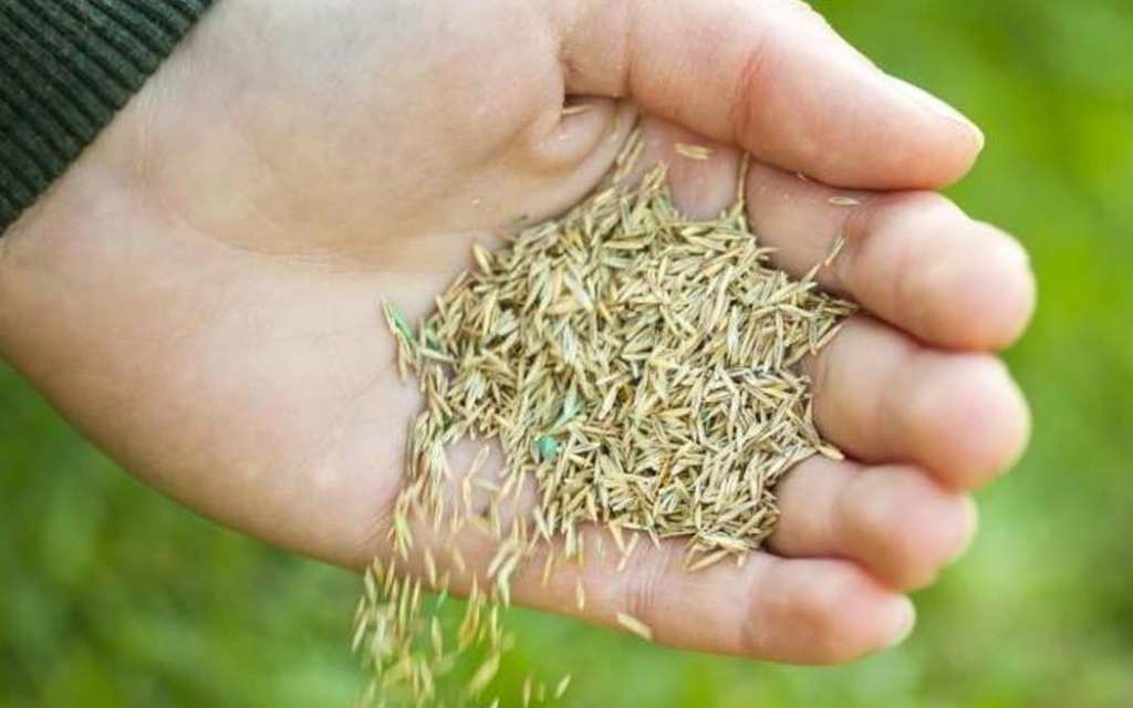 How to Grow Grass Seed Quickly, Easily & Successfully
