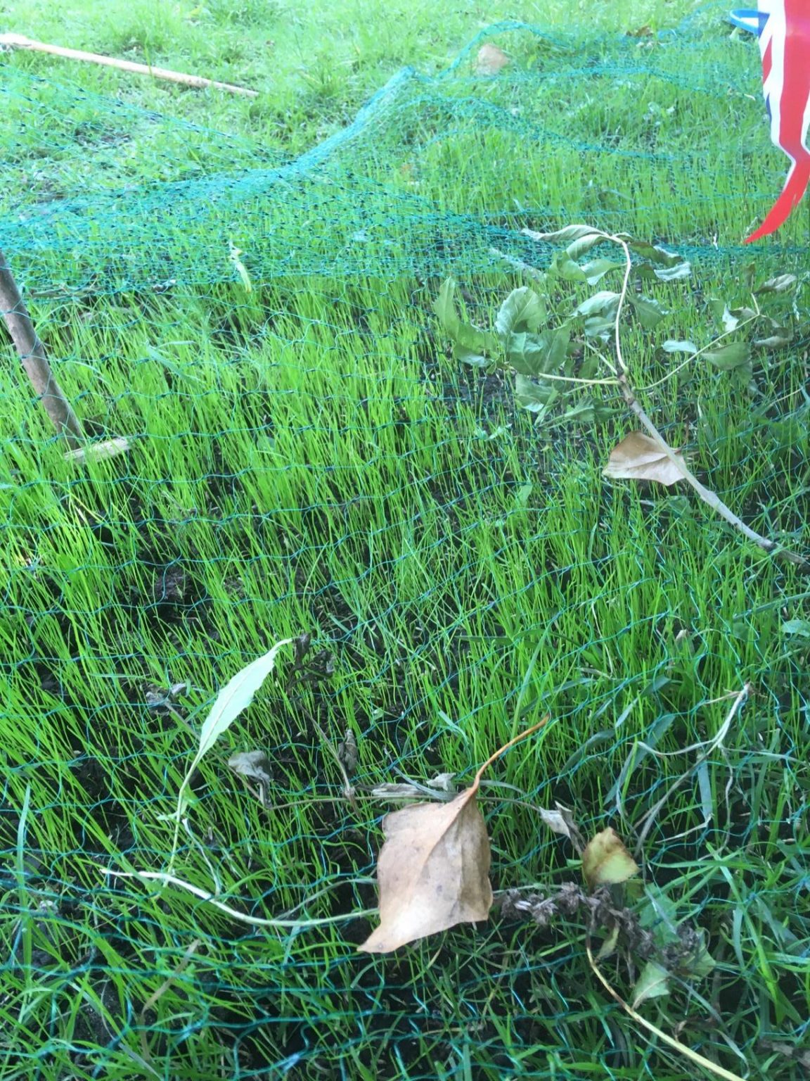 Fast Growing, Shade Tolerant Grass Seed for Any Lawn, Shade, Wet, Shine