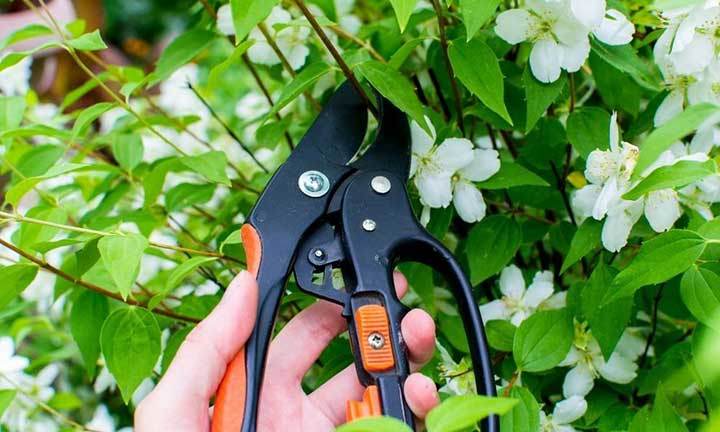 secateurs-brambles