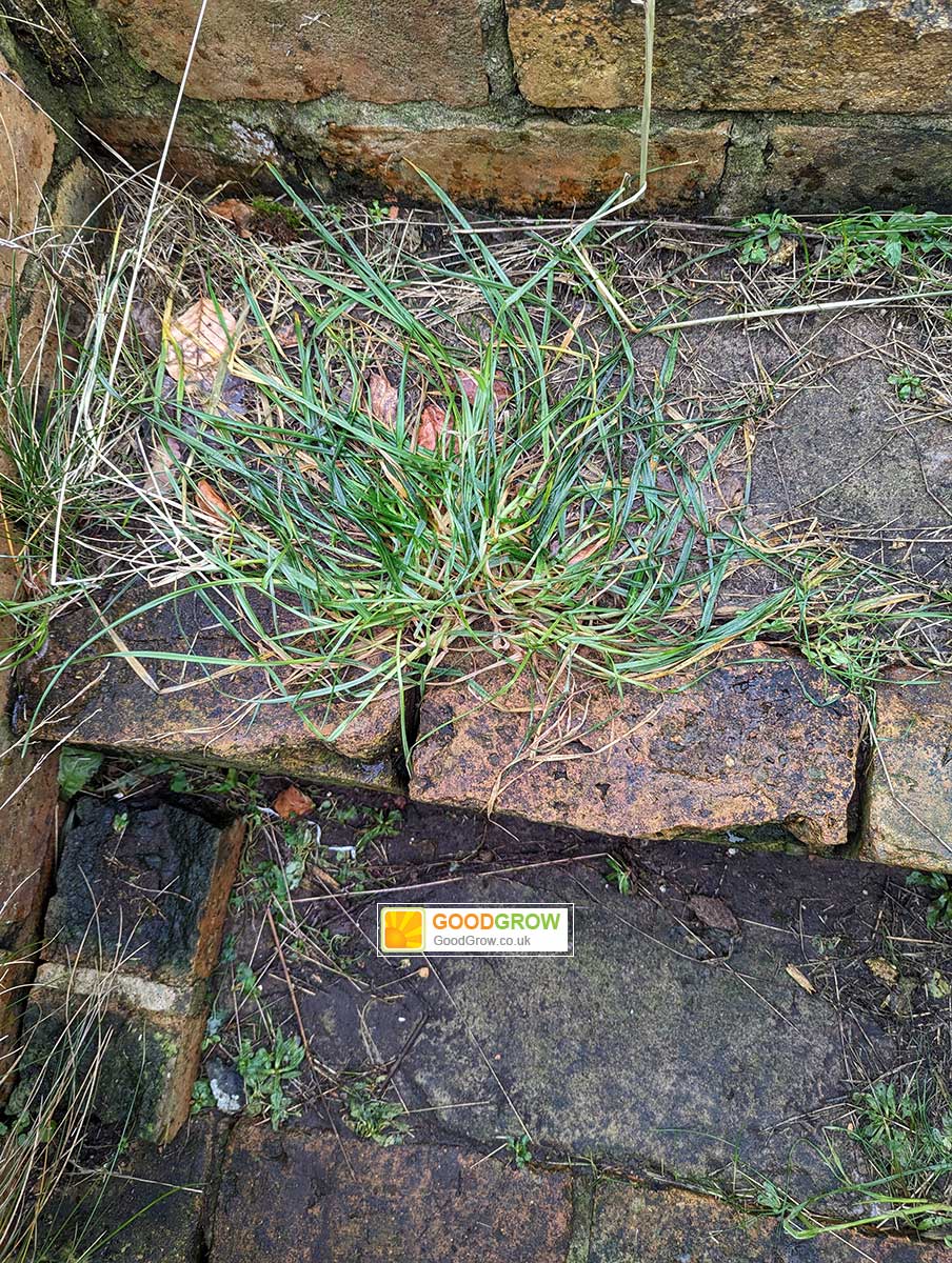 How to Kill Weeds Permanently, Get Rid of Weeds Forever.