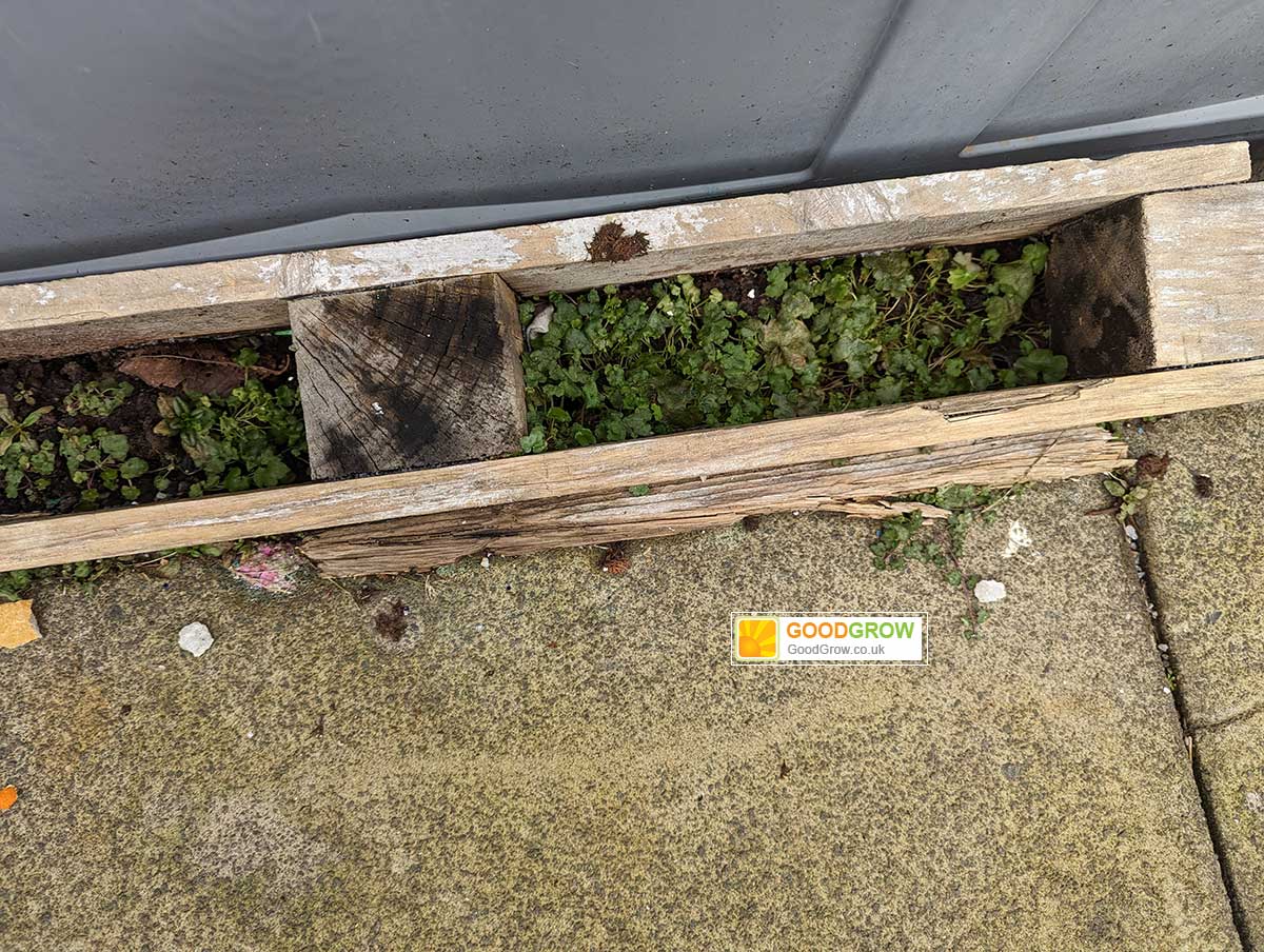 Weeds after vinegar treatment showing regrowth