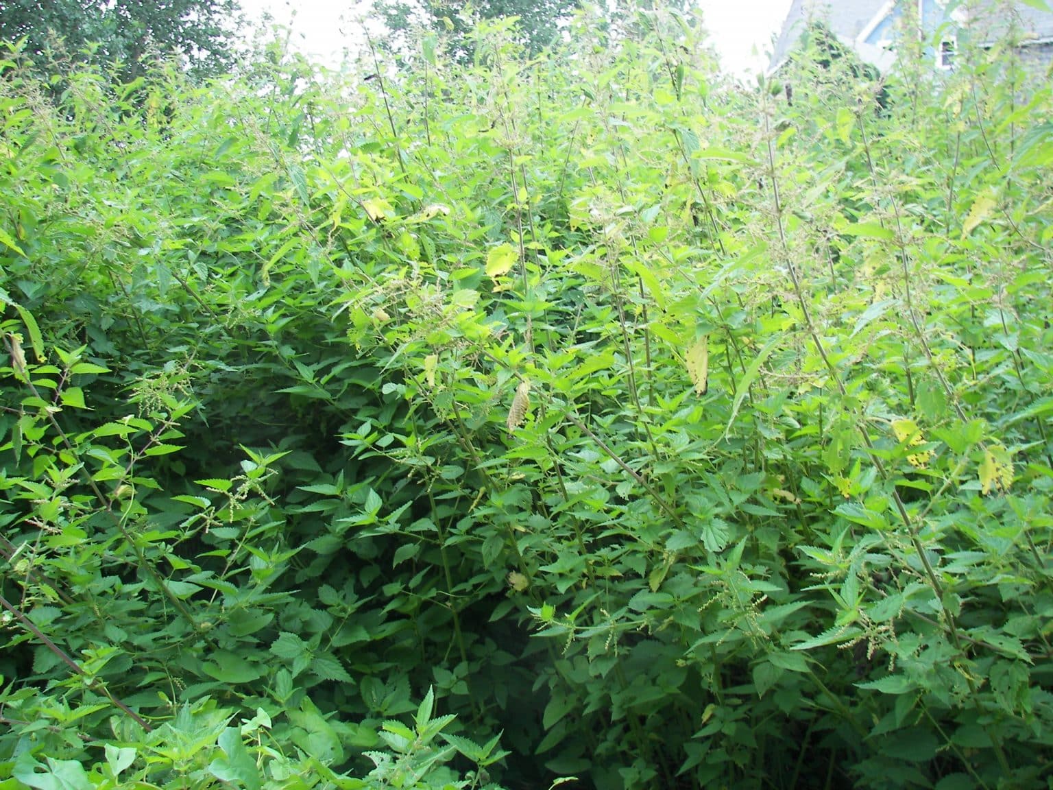How to Kill Stinging Nettles Permanently Get Rid of Them Forever