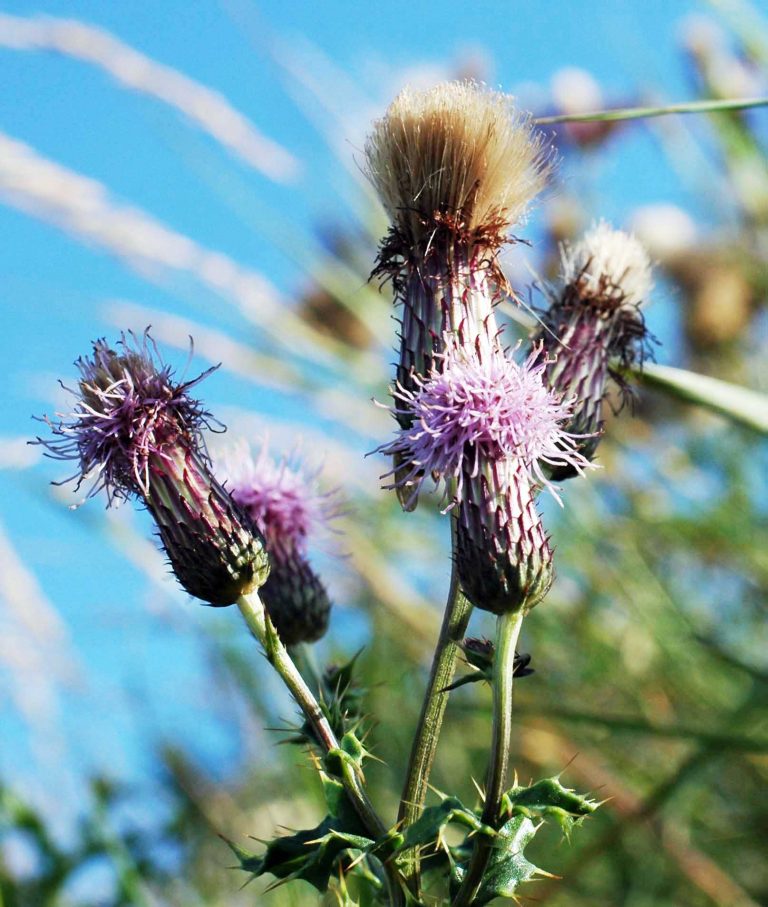Killing Thistles & Their Roots (Easiest Ways to do it)