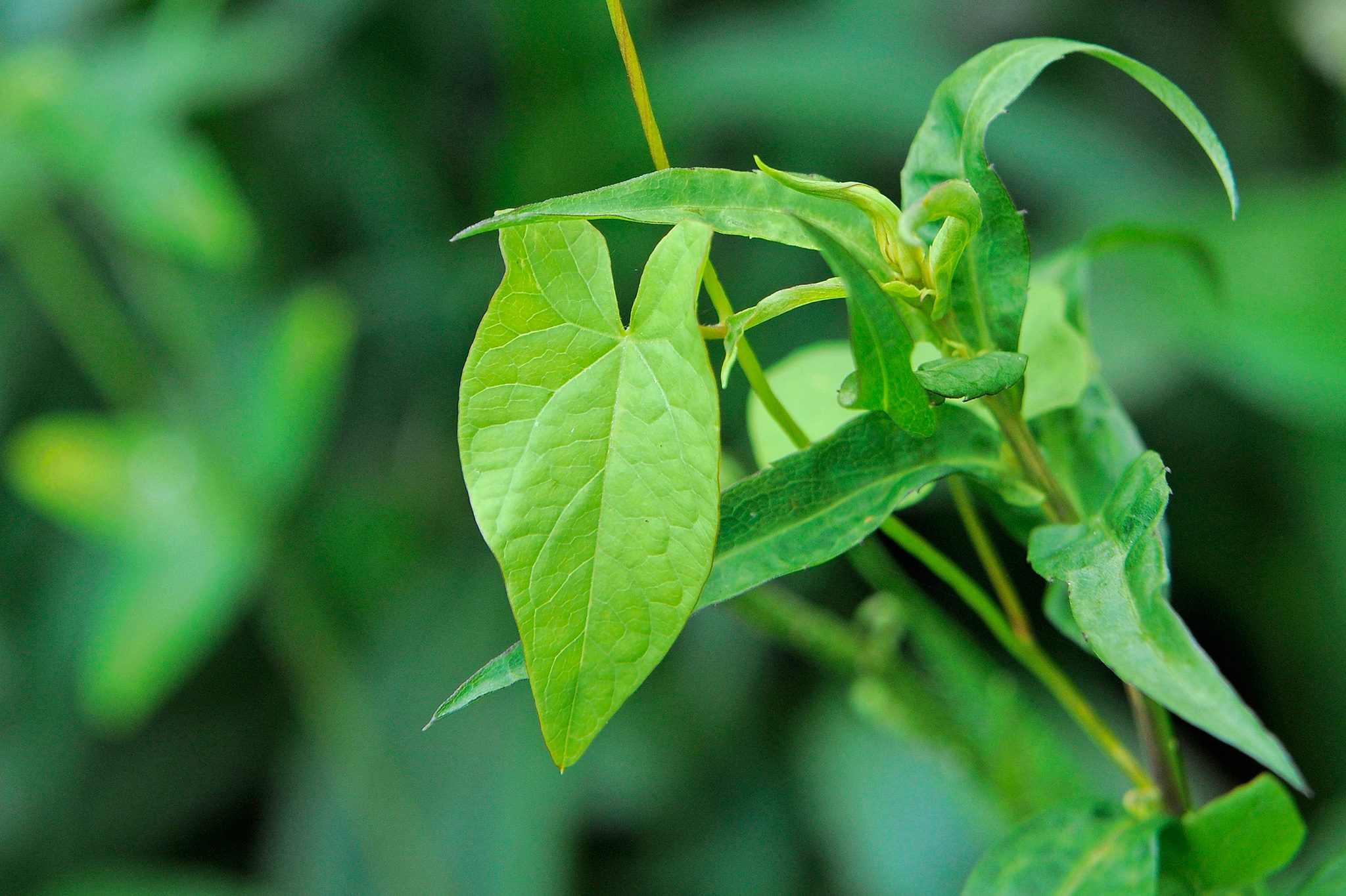 stop-pulling-it-why-yanking-bindweed-actually-makes-the-problem-worse