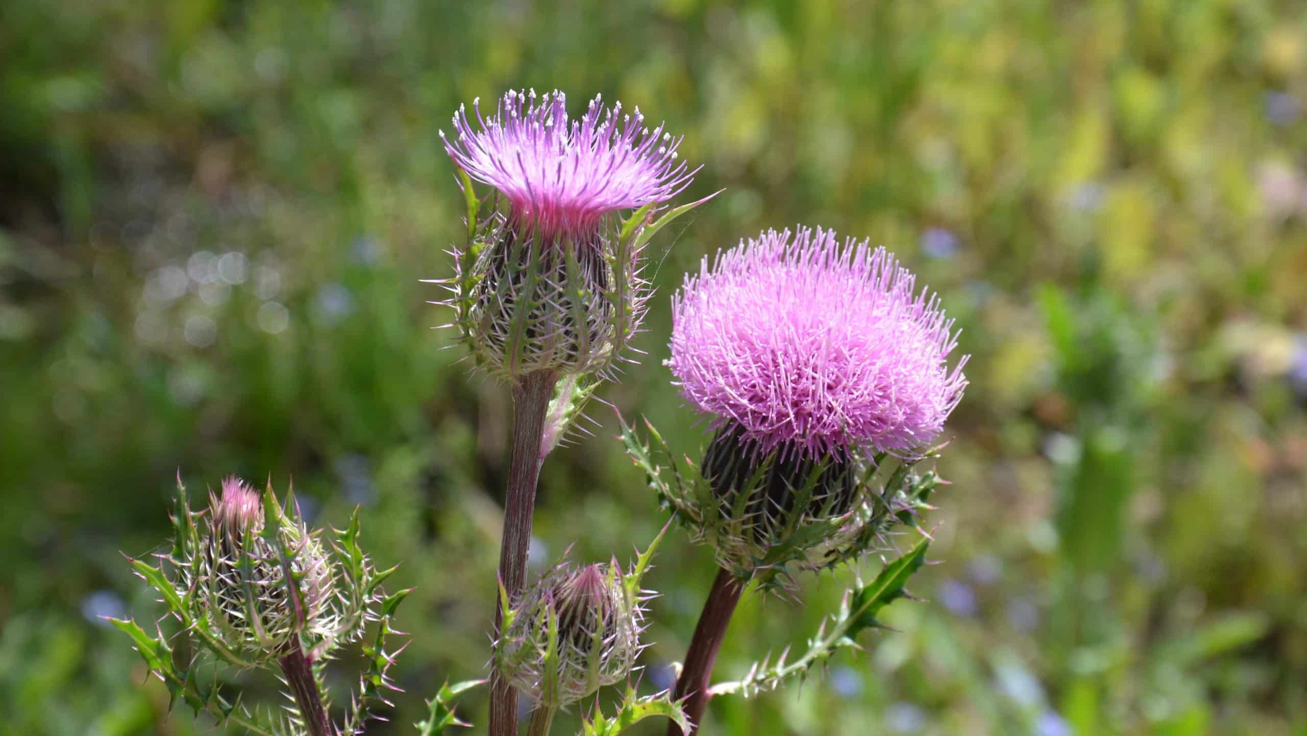Killing Thistles & Their Roots (Easiest Ways to do it)