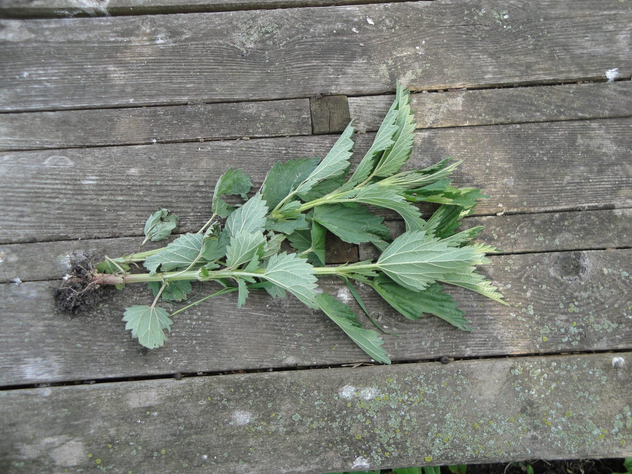 How to Kill Stinging Nettles Permanently Get Rid of Them Forever
