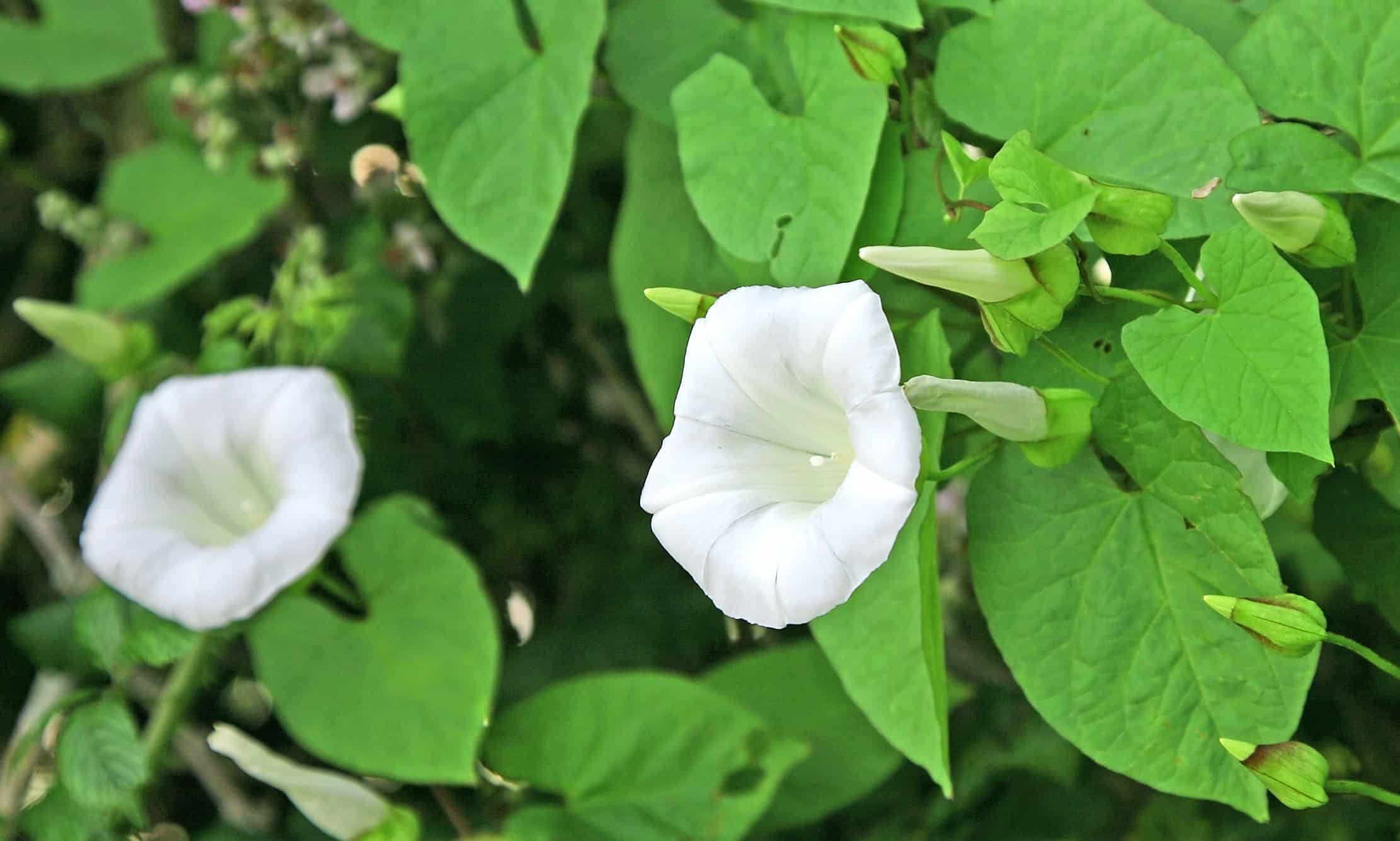 Killing Bindweed Easy & Permanent Eradication Methods