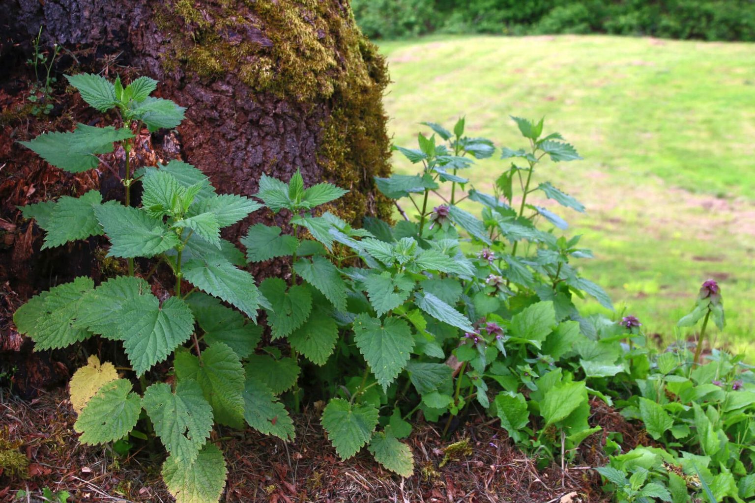 How to Kill Stinging Nettles Permanently Get Rid of Them Forever