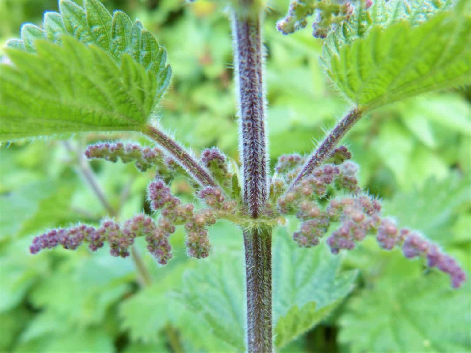 How to Kill Stinging Nettles Permanently Get Rid of Them Forever