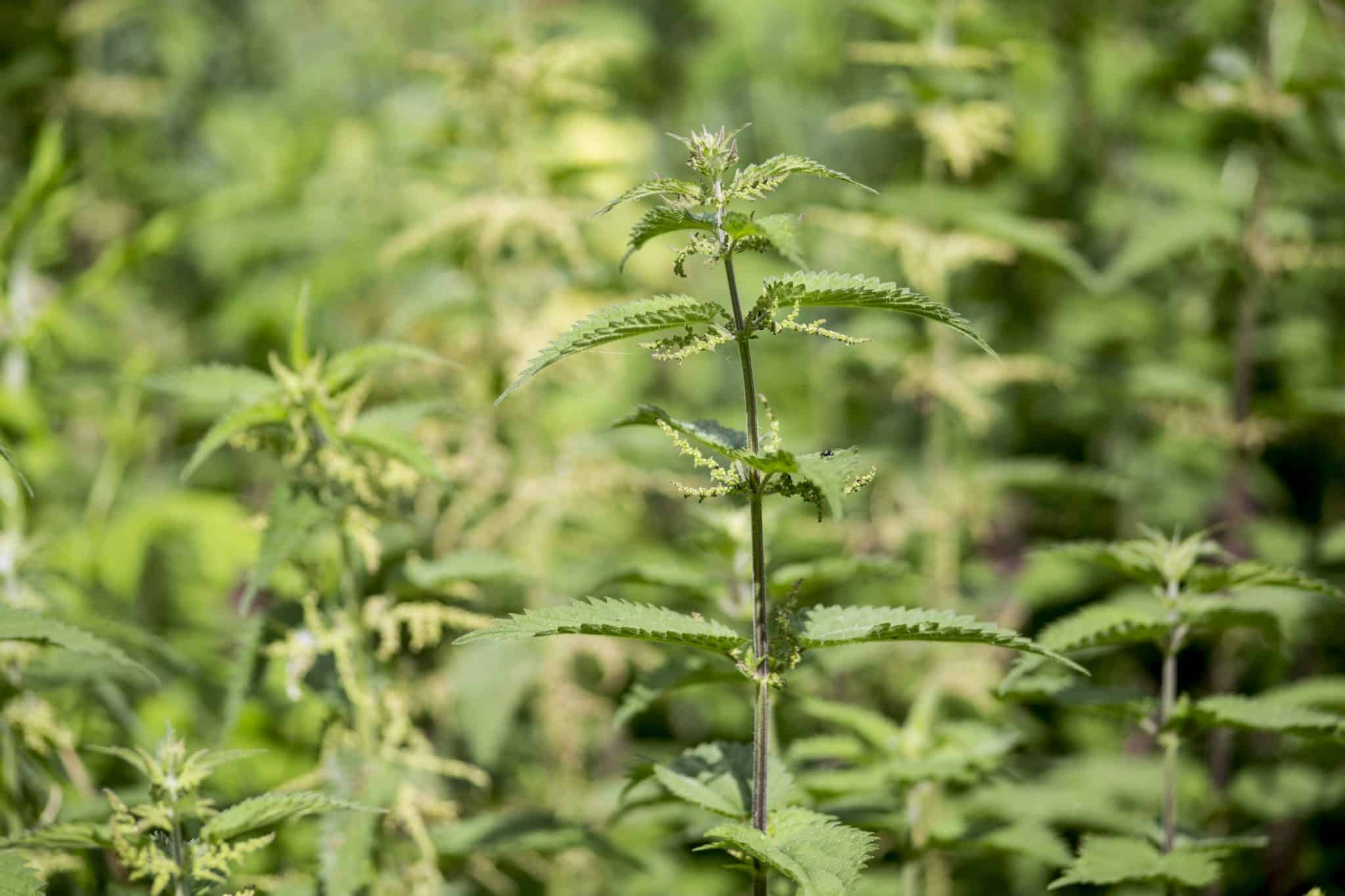 How to Kill Stinging Nettles Permanently Get Rid of Them Forever