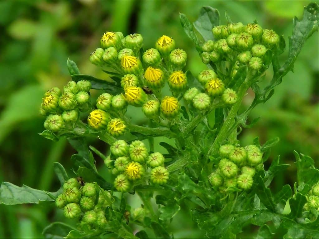 Stop! Why You Must Never Mow Ragwort (And How to Kill It Safely)