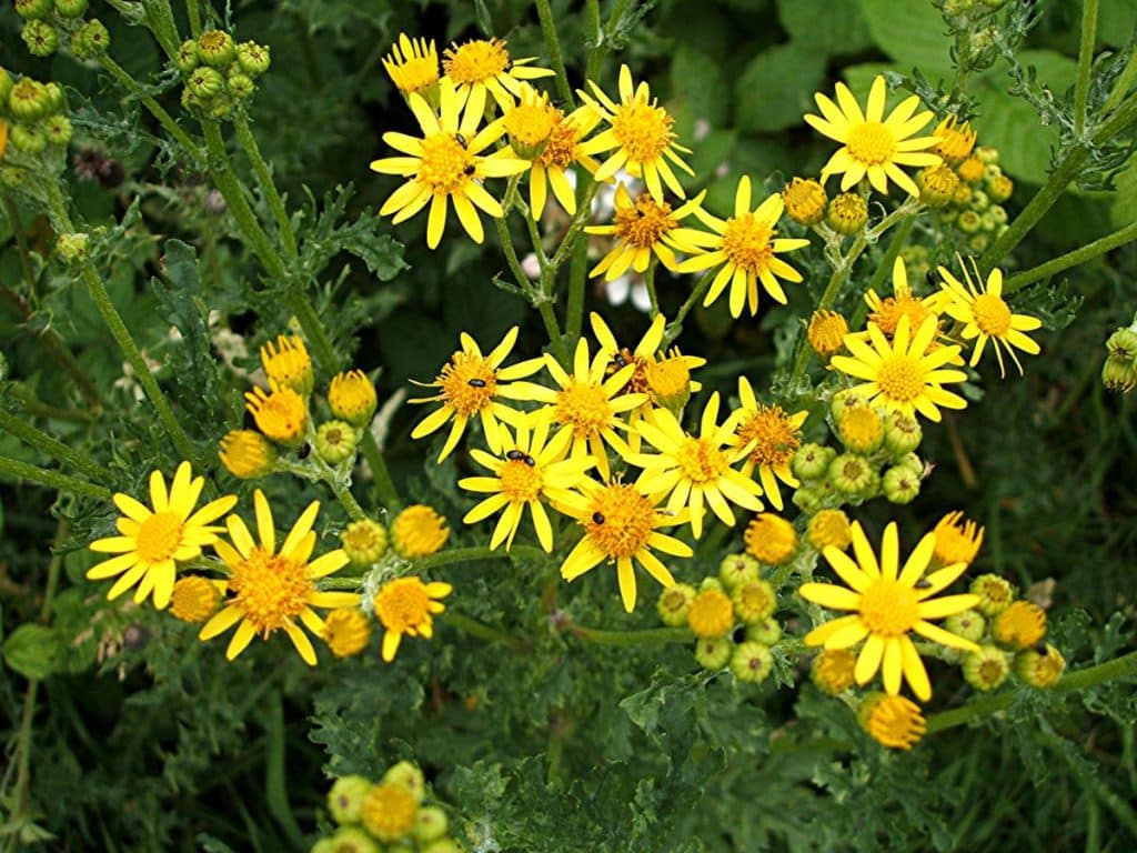 Stop! Why You Must Never Mow Ragwort (And How to Kill It Safely)