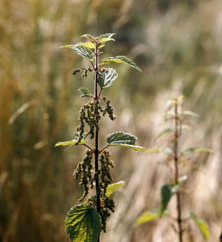 How to Kill Stinging Nettles Permanently Get Rid of Them Forever