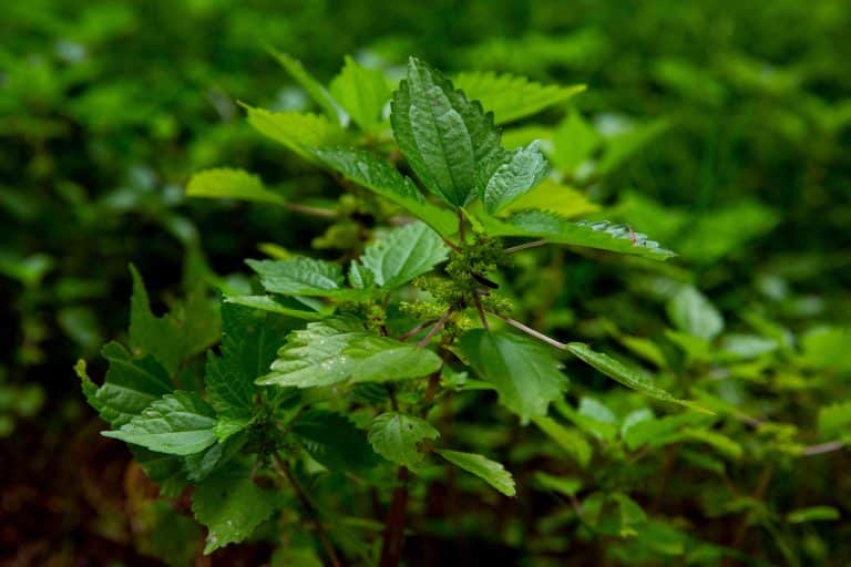 How to Kill Stinging Nettles Permanently Get Rid of Them Forever
