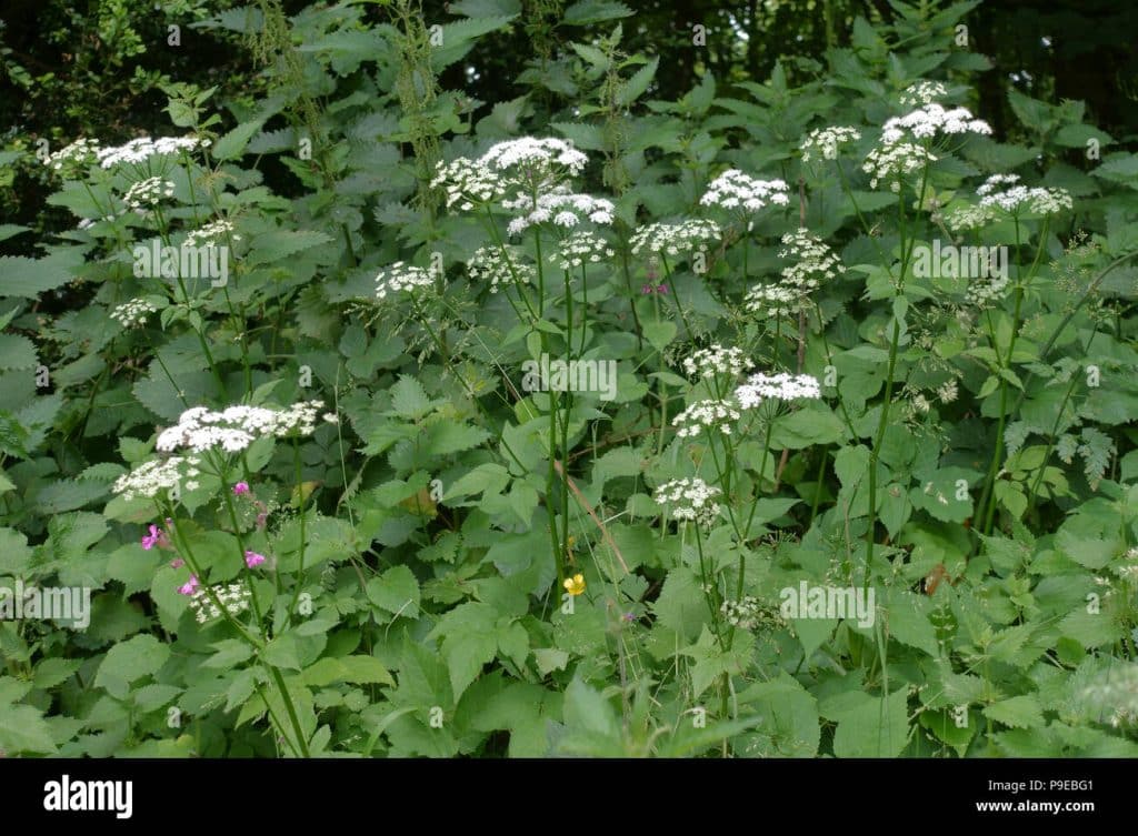 Killing Ground Elder The Easy Way or the Hard Way? You Decide!