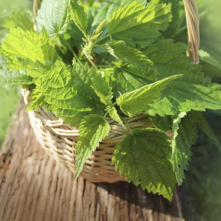 How to Kill Stinging Nettles Permanently Get Rid of Them Forever