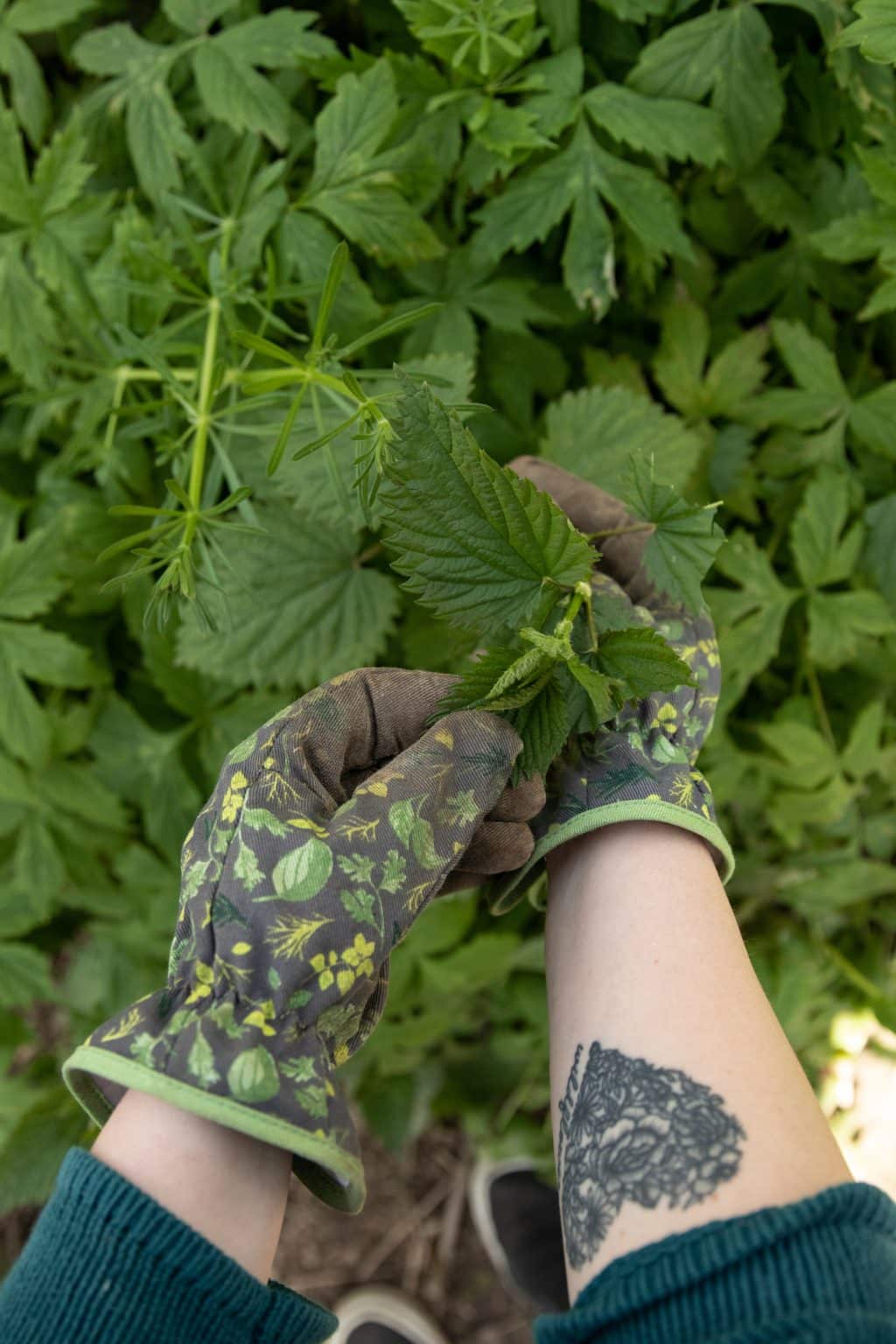 How to Kill Stinging Nettles Permanently Get Rid of Them Forever