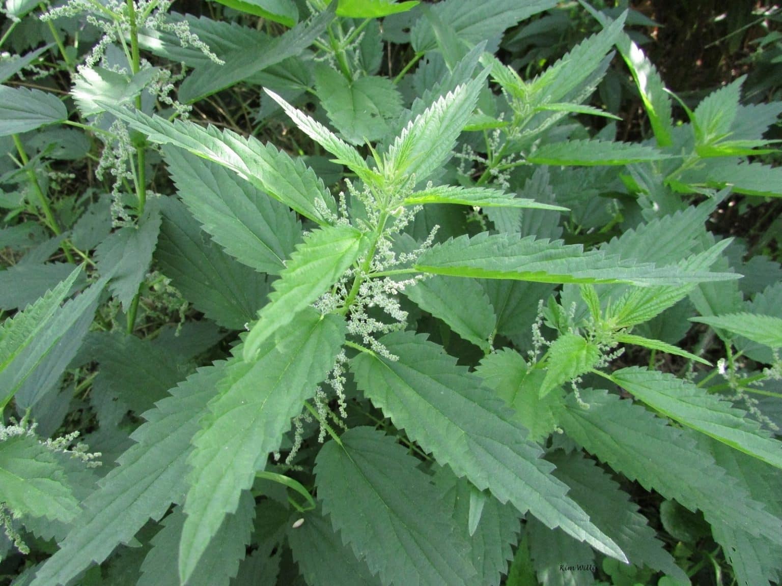 How to Kill Stinging Nettles Permanently Get Rid of Them Forever