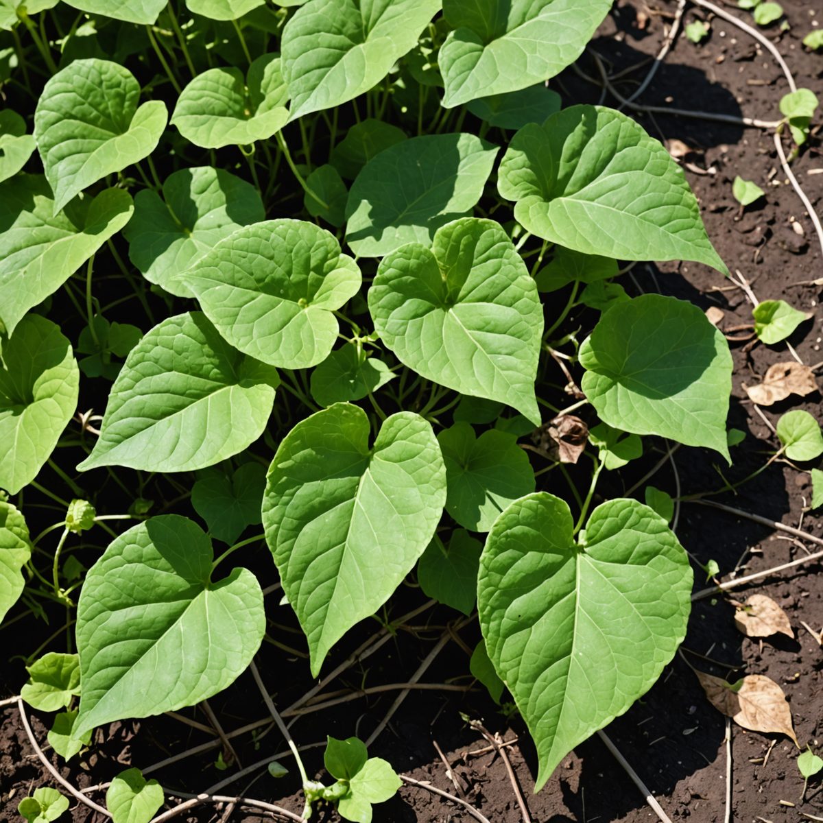 Bindweed leaves scalded and wilting