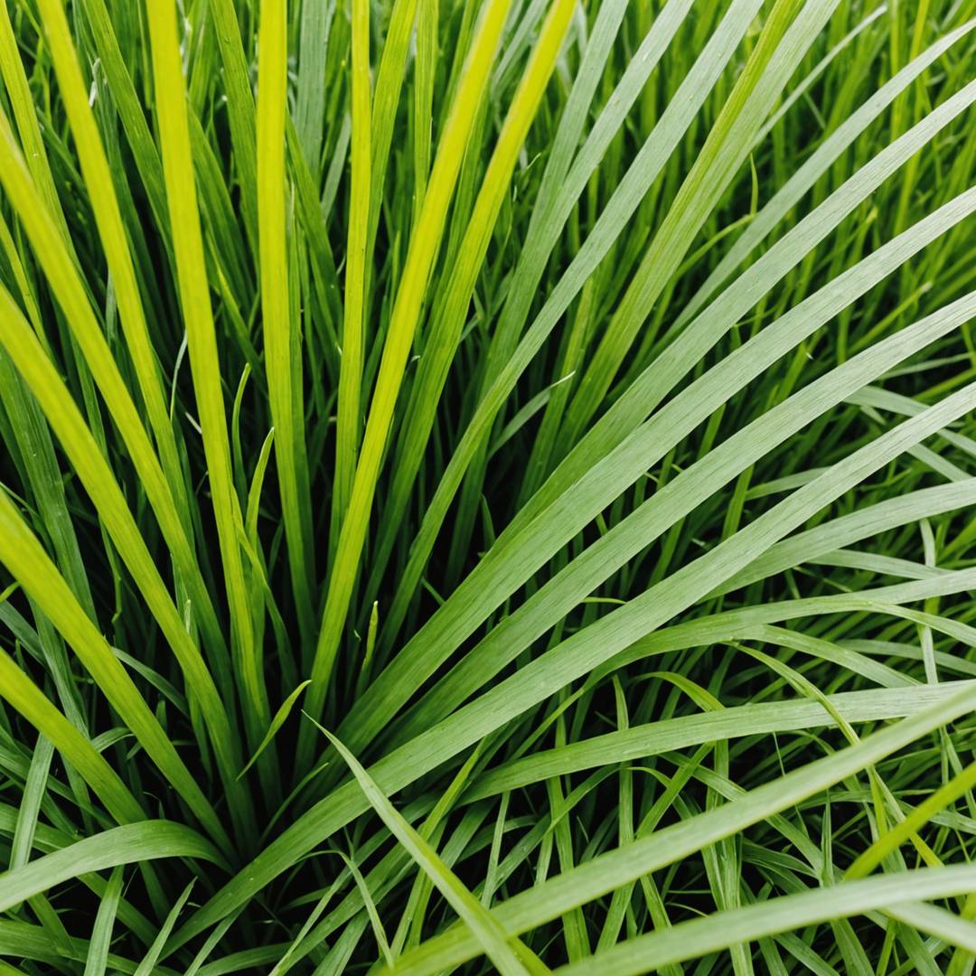 Close up comparing coarse and fine grass blades