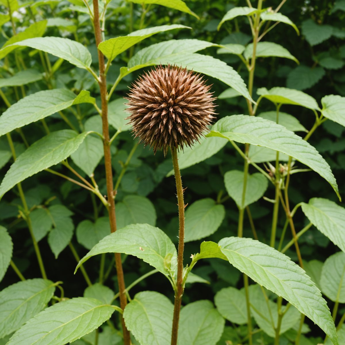 Dock seed head
