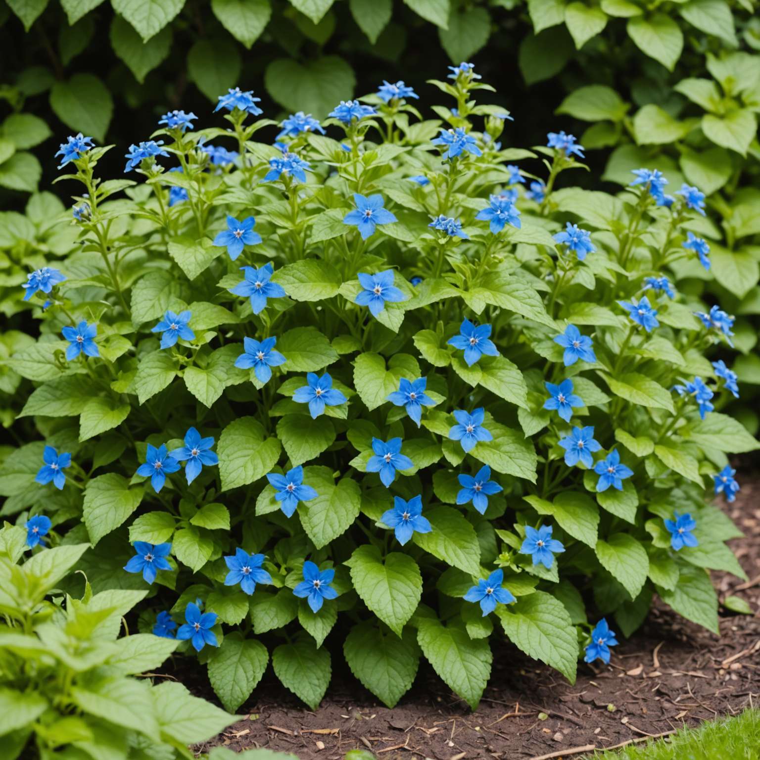 Green alkanet spreading in shady border
