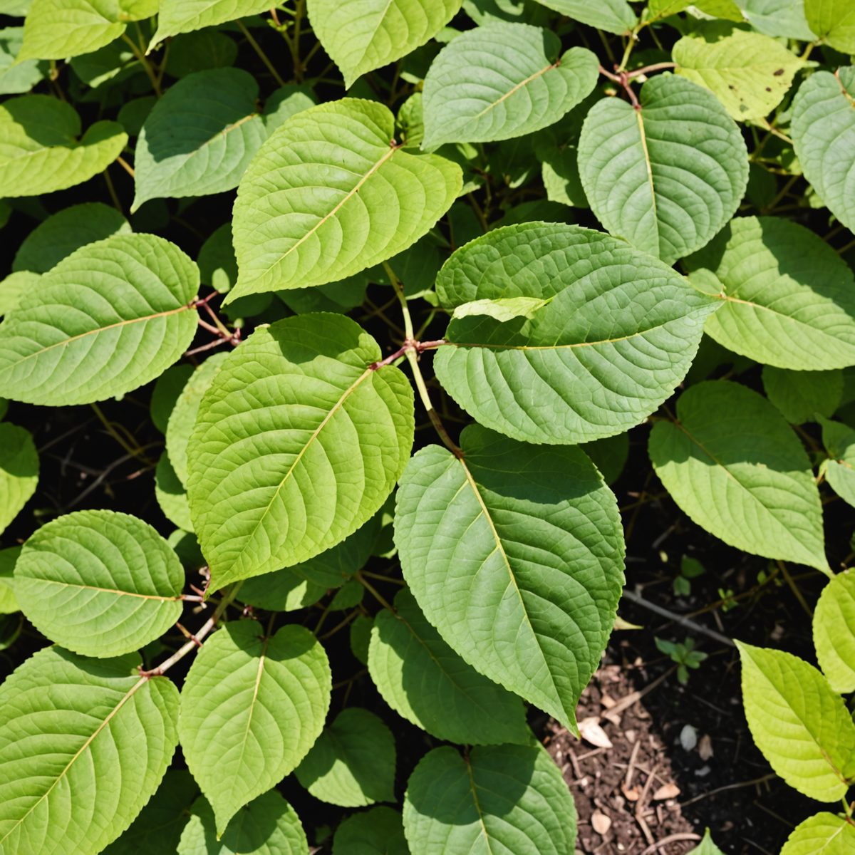 Knotweed leaves showing bleach damage