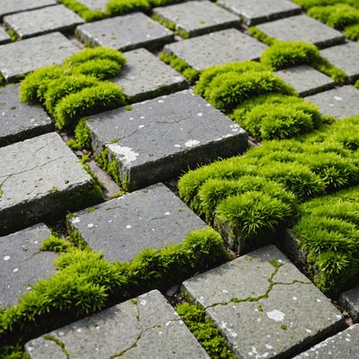 Moss on hard surfaces